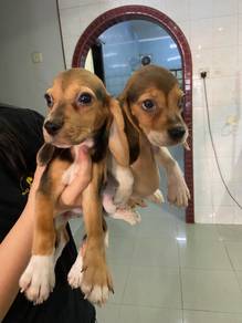 beagle puppies female male