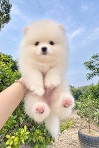 Pomeranian Male
