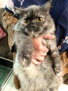 Long domestic hair cat utk dilepaskan