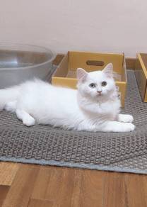 Odd eye Persian kitten cat 