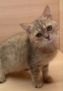 Bsh Golden Tabby