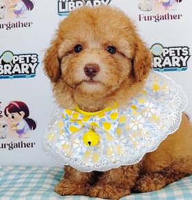 Toy Poodle