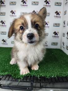 Pembroke Welsh corgi female