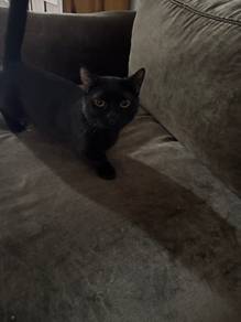 Male Black BSH Munchkin