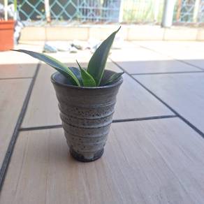 Sansevieria plant