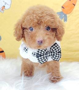 Poodle