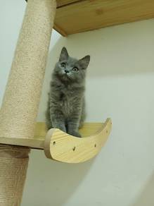 BLH Kitten 