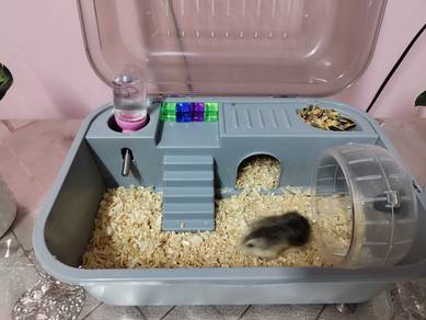 Hamster jenis robovoski beserta sangkar