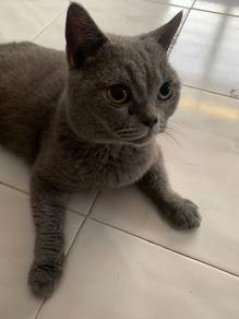 kucing BSH