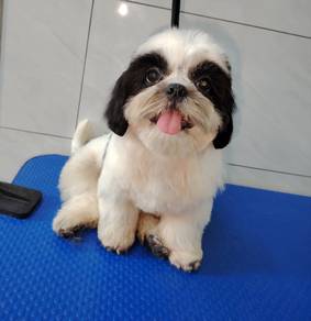 Shih Tzu Panda Colour Male Puppy Ready To Rehome