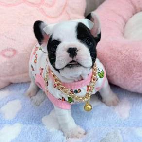 FRENCH BULLDOG PUPPIES VIP279🌻Cute Boy~Girl