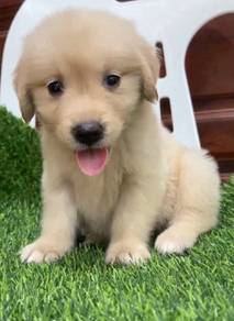 Golden Retriever 