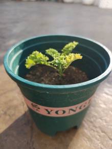 Sayur Kale Live Plant Organic Kale Pasu Sekali Jua