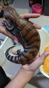 Blue Tounge Skink 