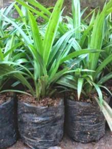 Benih Daun Pandan Wangi