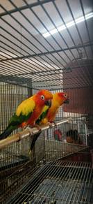 Burung sun conure induk pair siap lesen