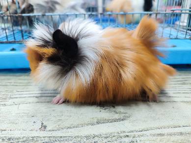 guinea pig jantan