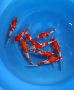 Japanese koi