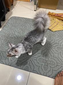 Mainecoon cat