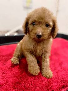 Toy poodle
