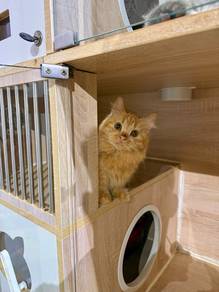 red napoleon munchkin short leg cat kitten