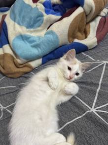 DLH kitten