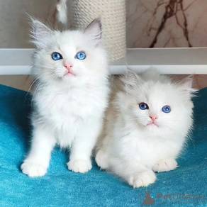 Ragdoll Bicolor 
