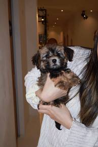 J0689 Maltipoo adorable teddy bear face puppy