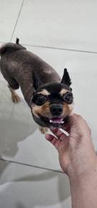 Small size bear face adult pomeranian