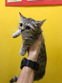 Munchkin Tabby