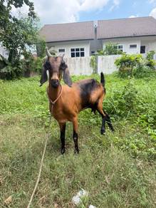 kambing tino
