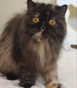 Tortie Persian Cat 🖤🤎