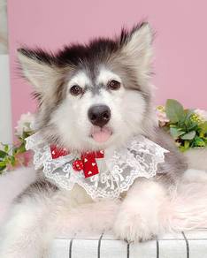 Husky