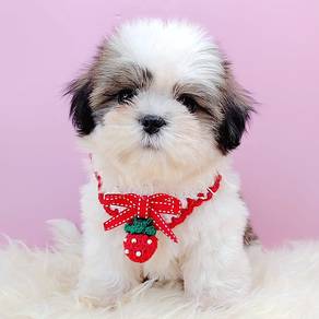 Shih Tzu