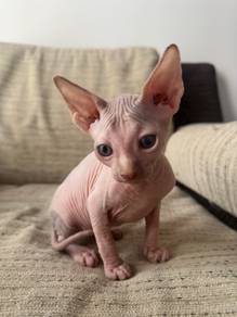 Sphynx kitten For Sale