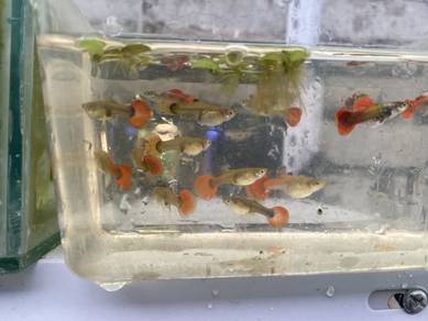 guppy for sale