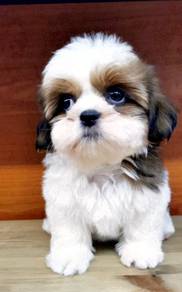 G6611 FSA Shih Tzu cute dear little pet dog
