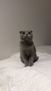 British shorthair Scottish fold bsh fold