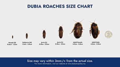 Dubia Roaches Feeder