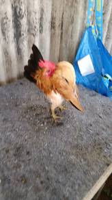 ayam serama 