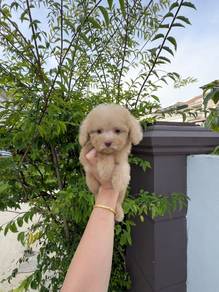 Toy poodle puppy