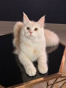 pure mainecoon