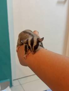 Sugar Glider
