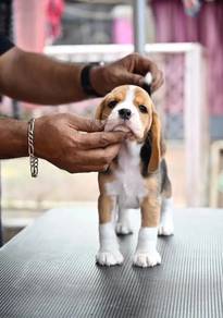 beagle 