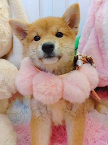 Shiba INu