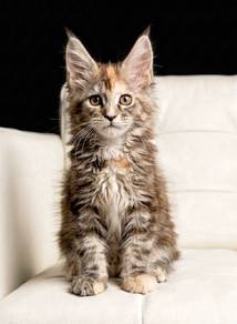 D8 Maine Coon 