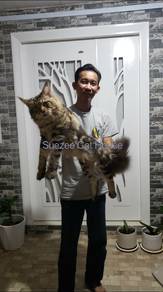 Kucing Mainecoon