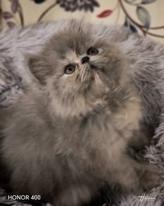 persian cat