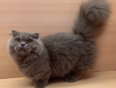 Munchkin Long Hair