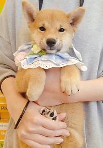 Shiba
